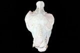 Oreodont (Eporeodon) Skull - South Dakota #77816-4